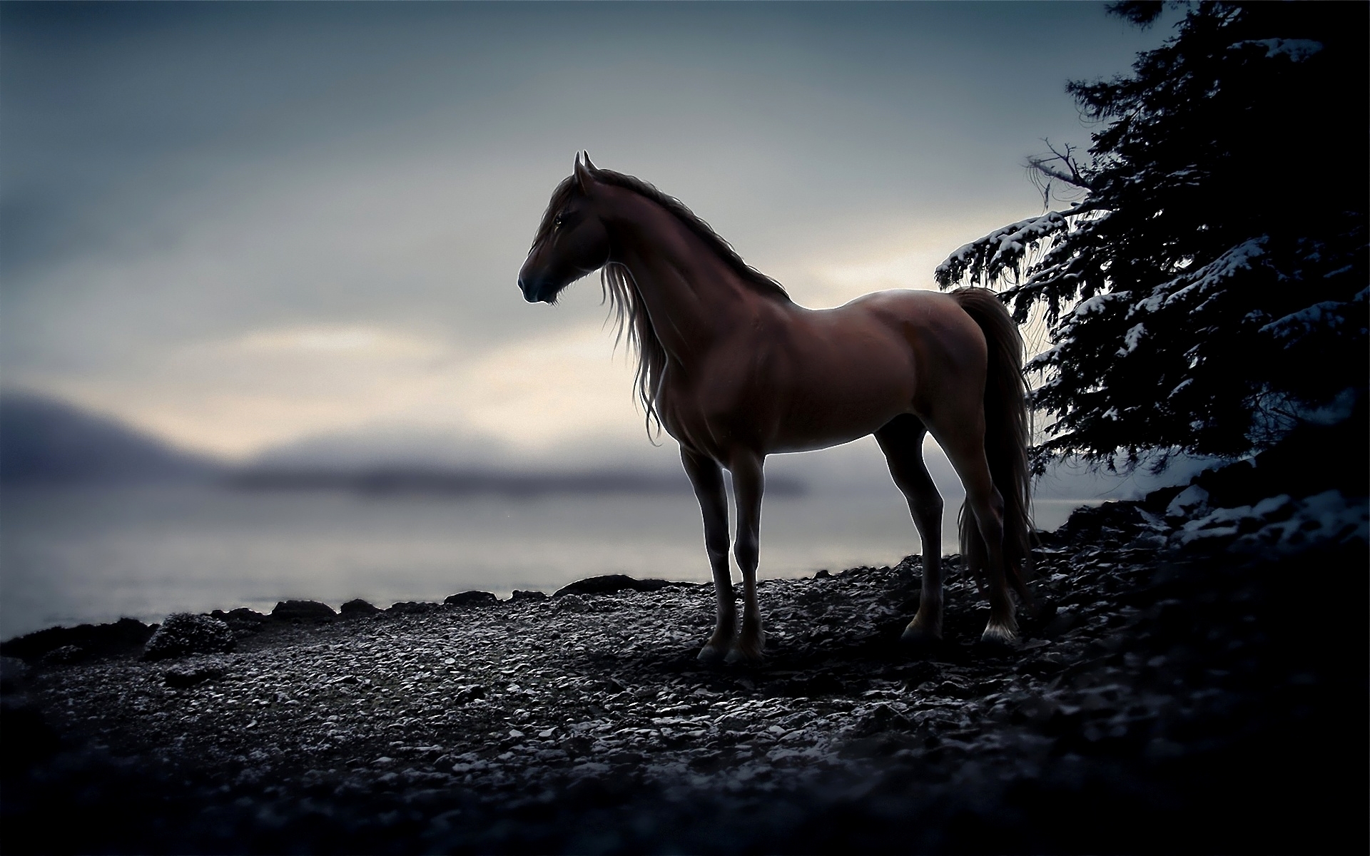 Horse Background HD Wallpapers Download Free Images Wallpaper [wallpaper981.blogspot.com]