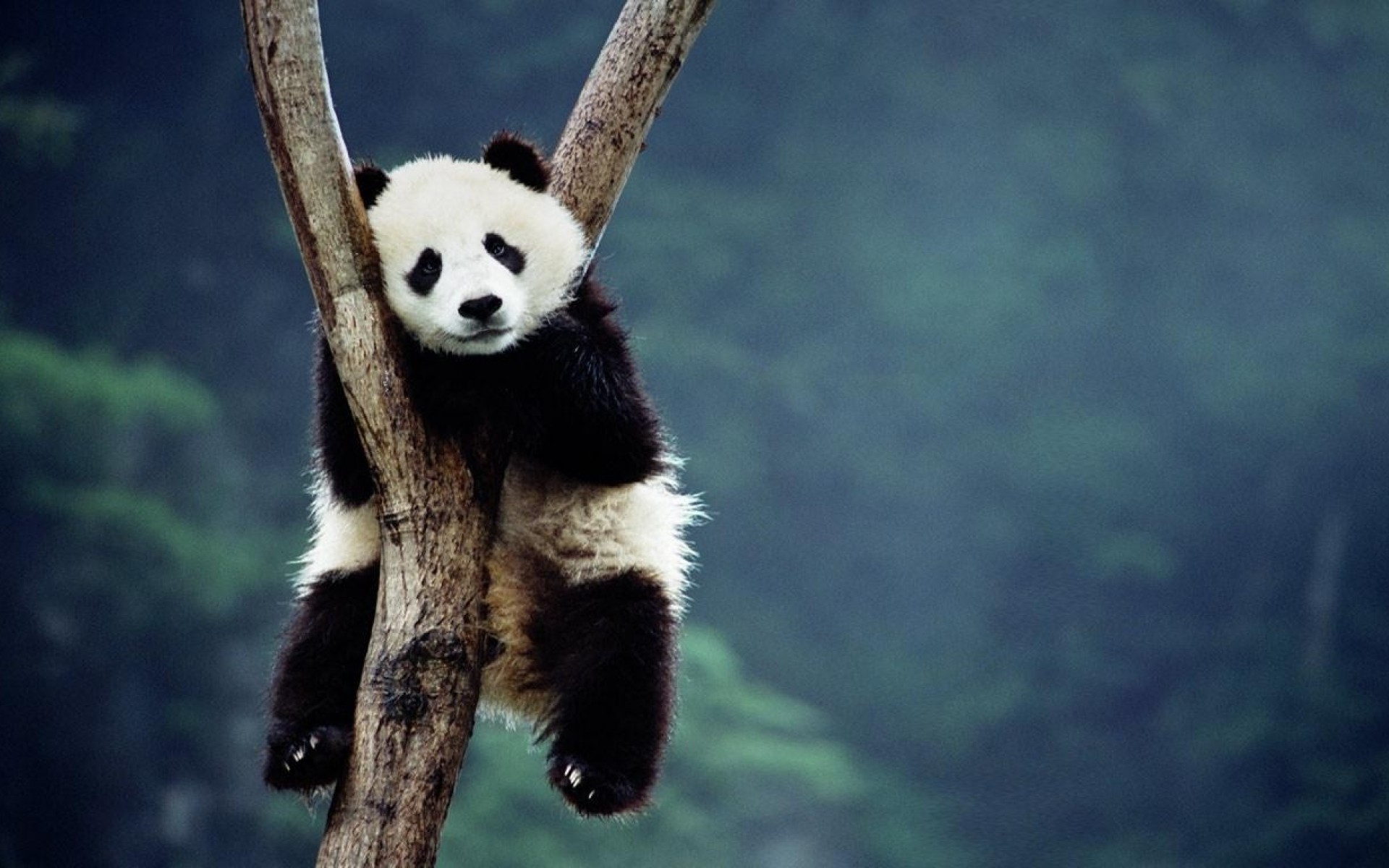 Panda Desktop Wallpaper