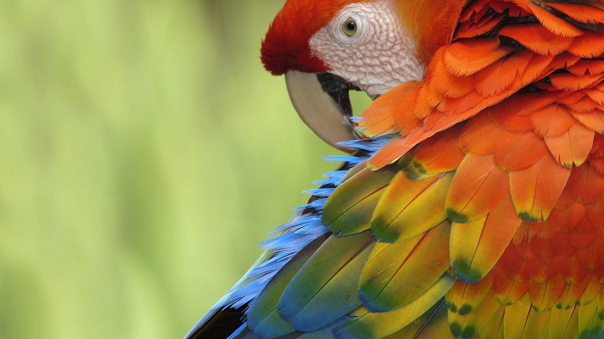 Parrots Wallpapers HDQ Parrots Wallpapers for Free Backgrounds