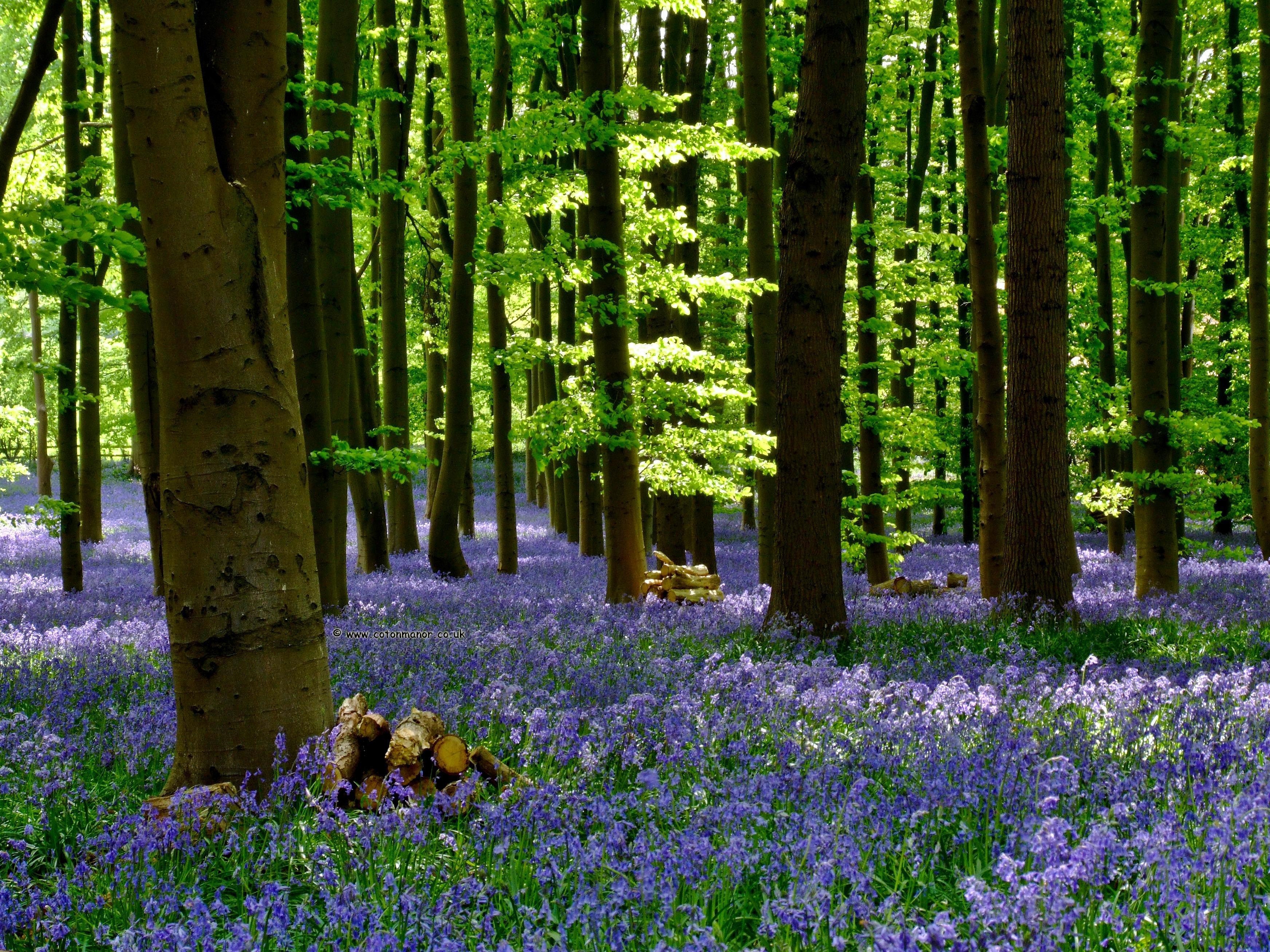 Bluebell Wallpapers Hd