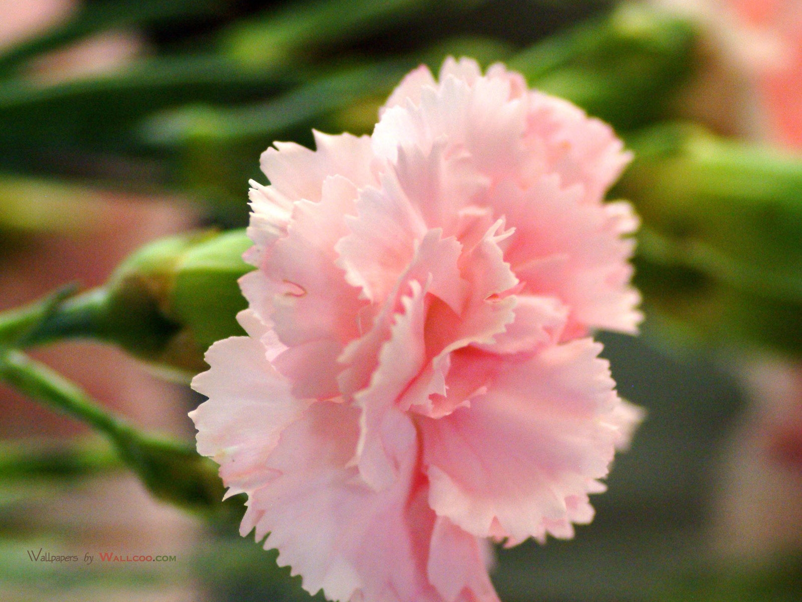 Carnation Photo