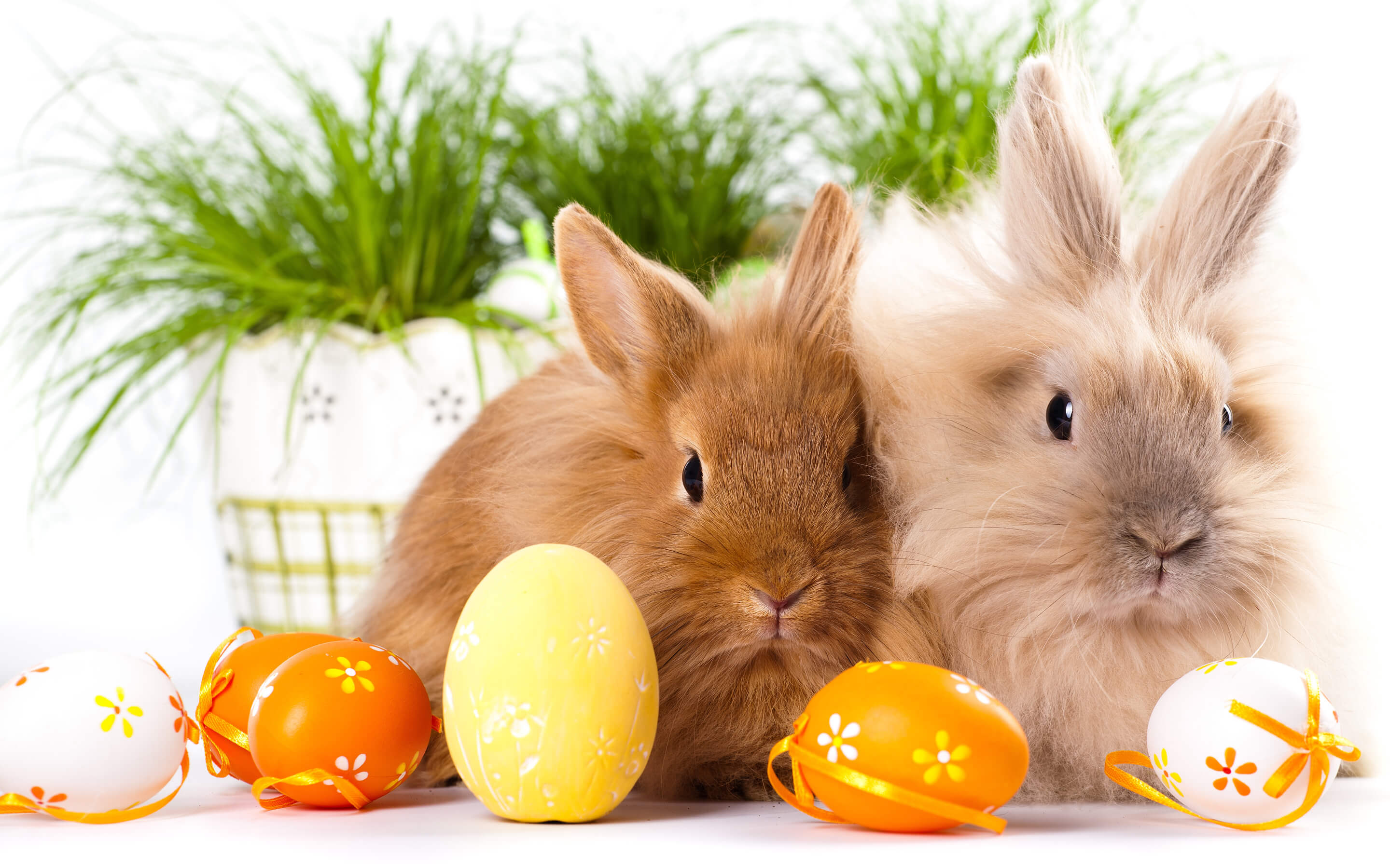 Easter Bunnies Free Hd Wallpaper Background
