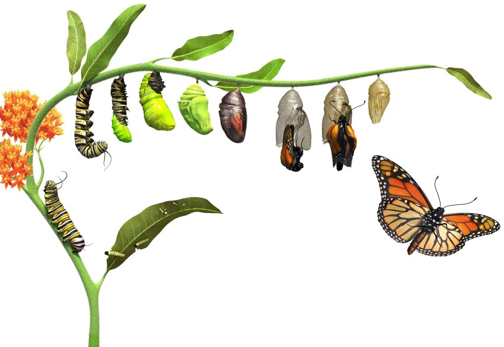 blog-about-butterfly-life-cycle