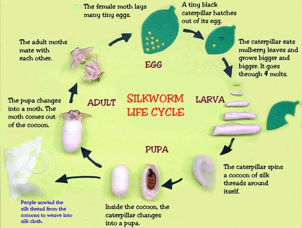 Blog About Silkworm Life Cycle sericulture-process