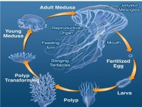 Jellyfish Life Cycle