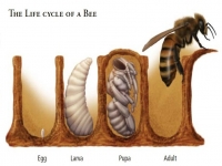 Honey Bee Life Cycle