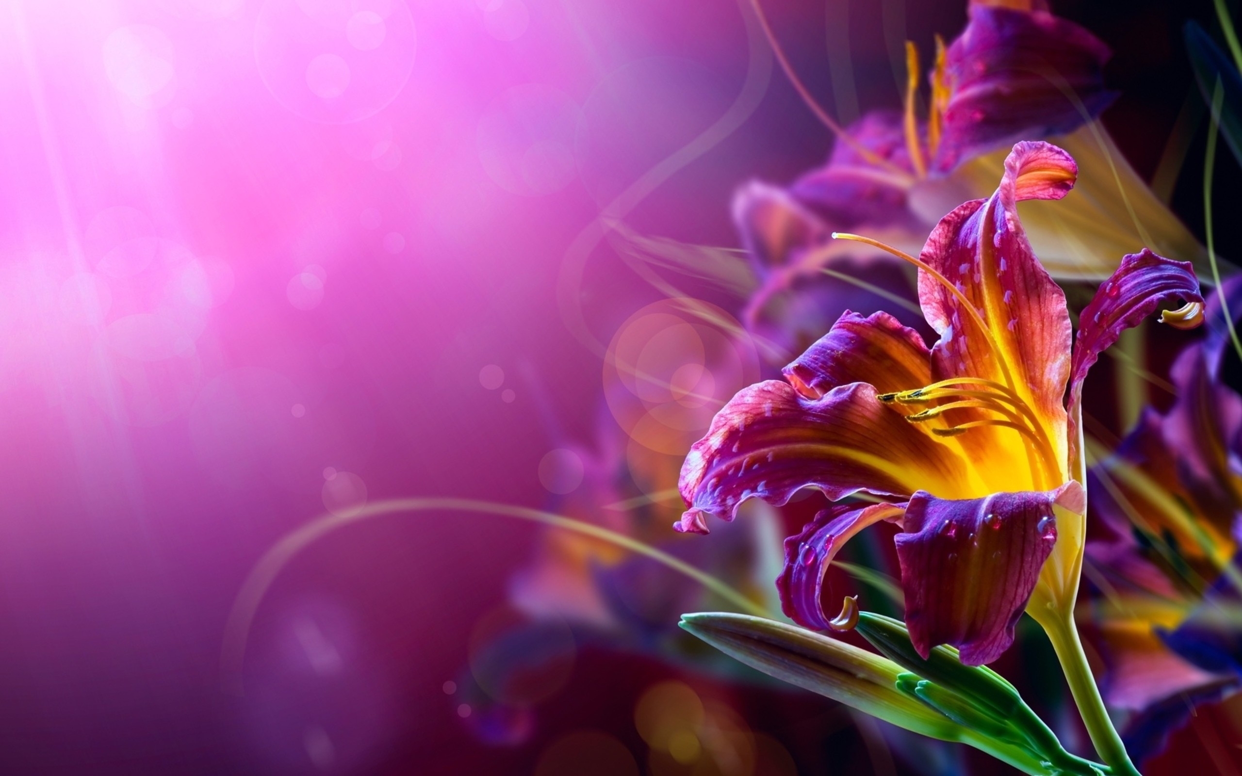 Abstract Flower Hd Wallpaper