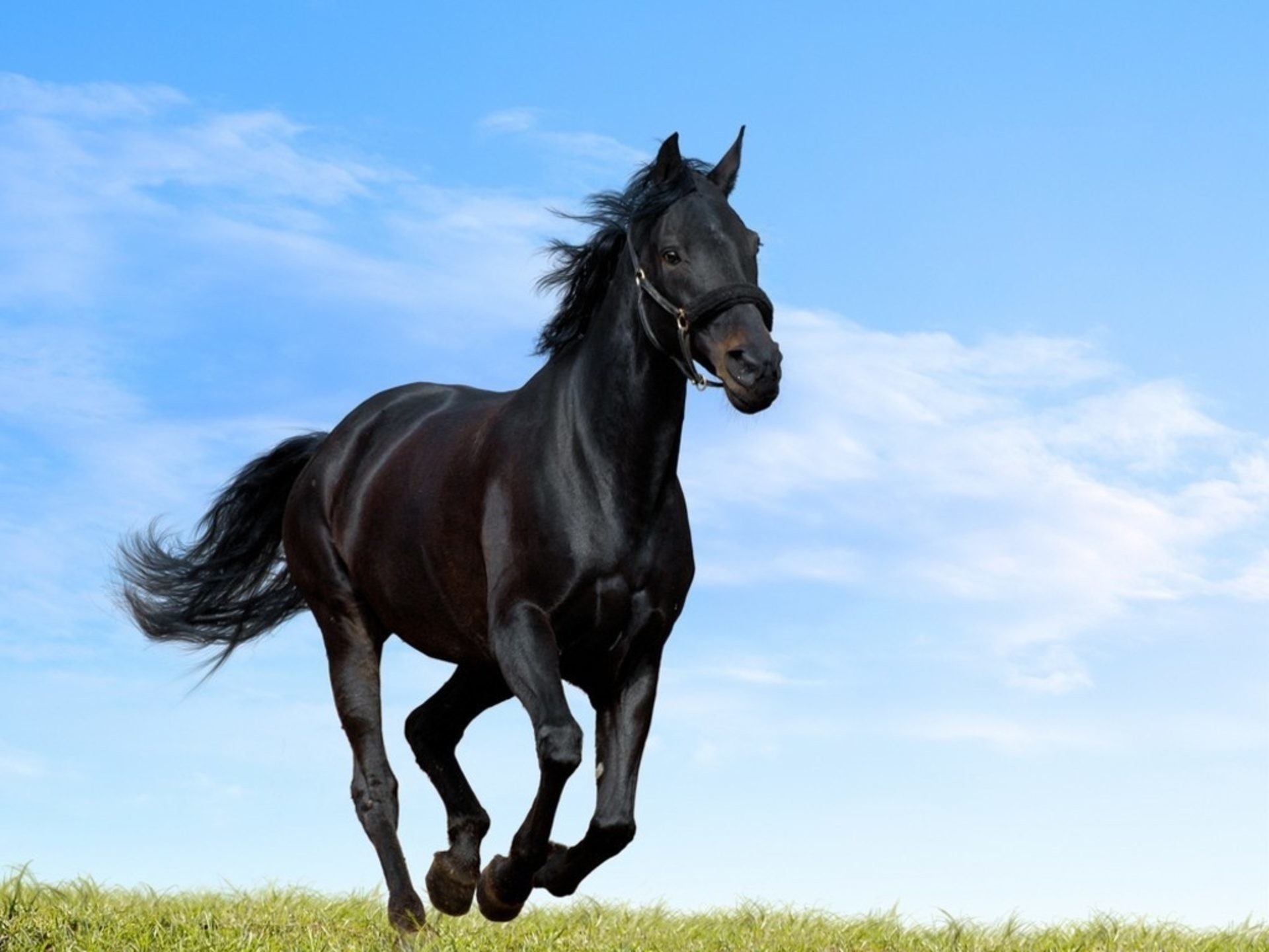  Horse  Hd  Wallpaper 