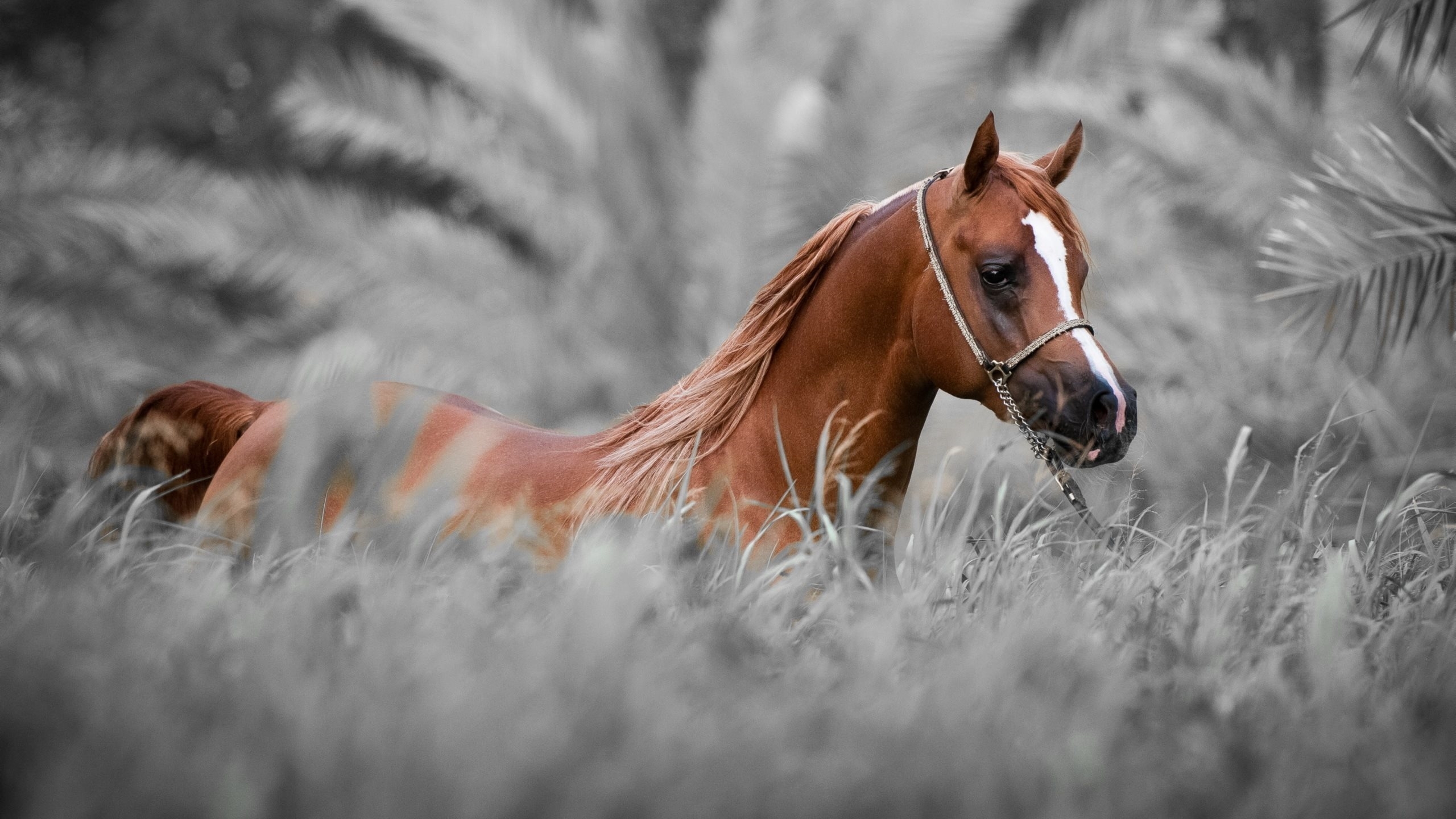  Horse  Wallpapers  Hd 