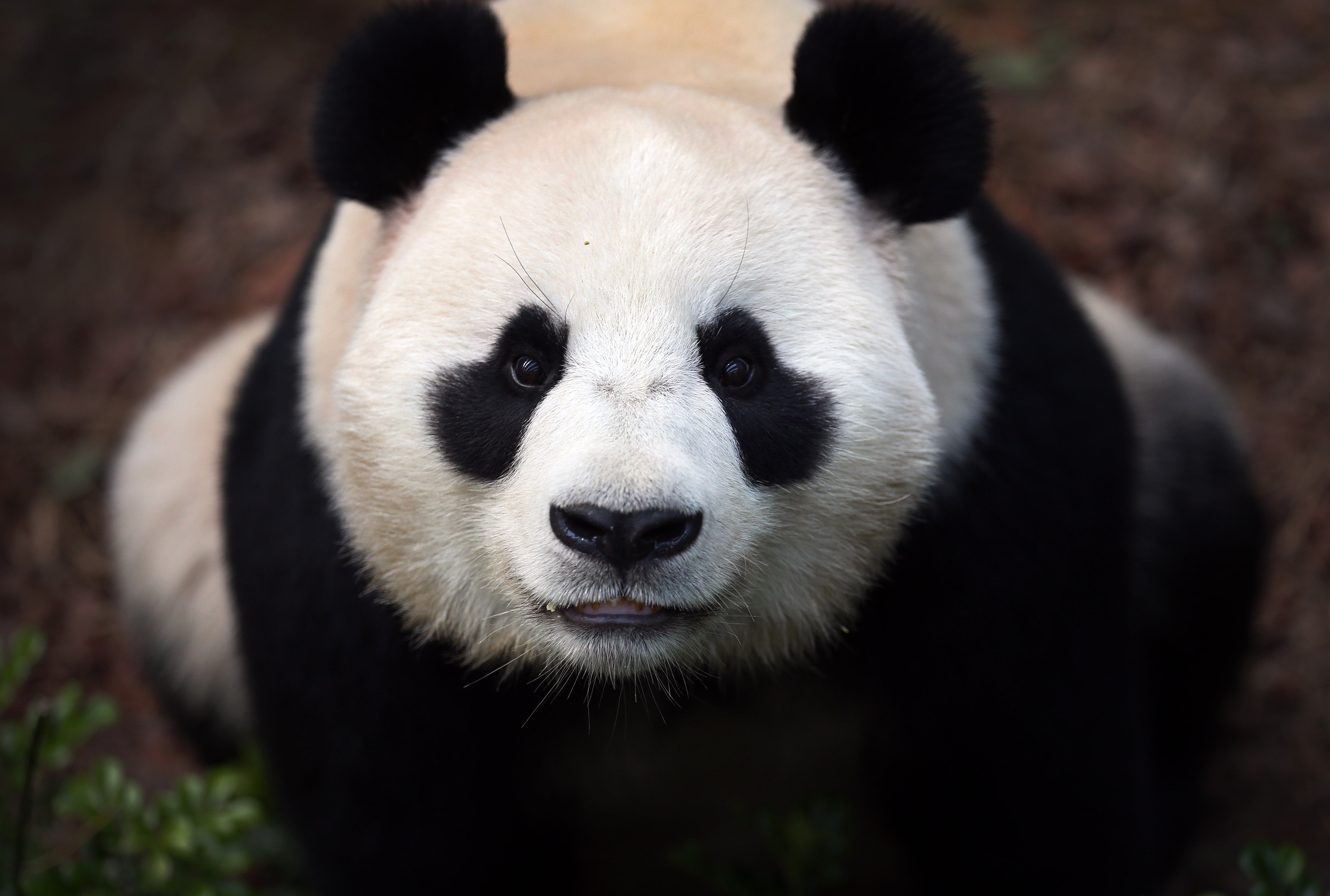Панда на узбекском языке. Ailuropoda melanoleuca. Панда в Китае. Большая Панда.