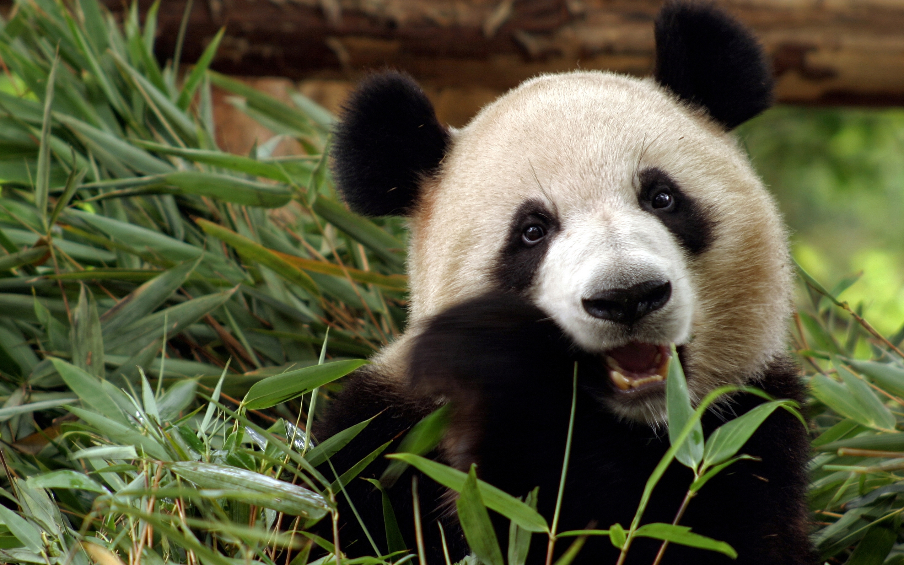  Panda  Hd  Wallpaper 