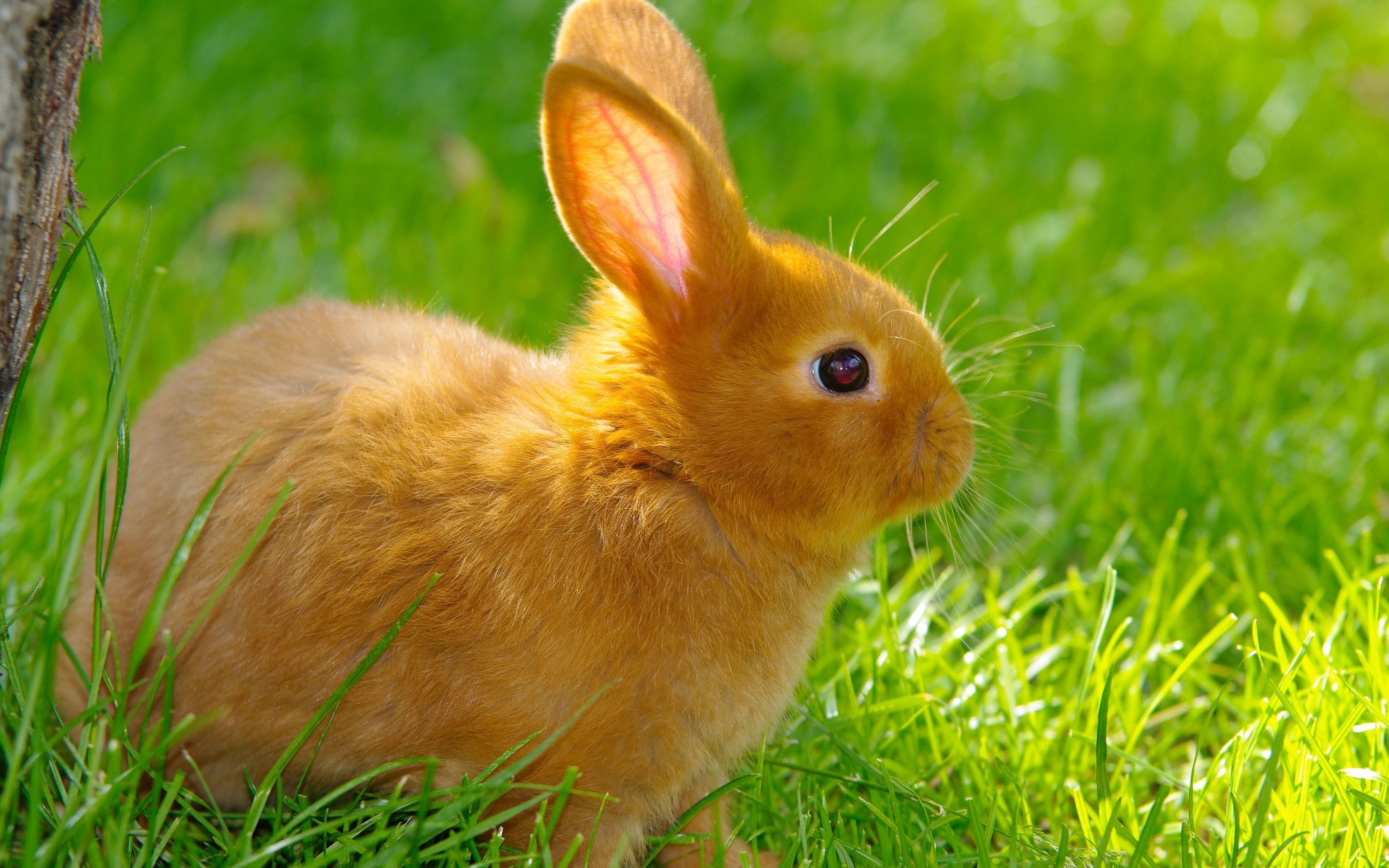 rabbit images free download