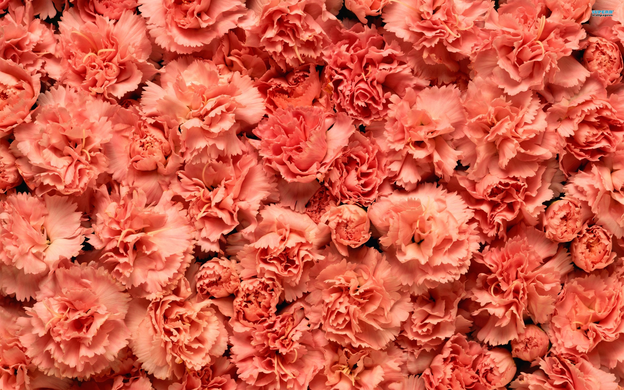 Carnation flowers wallpapers