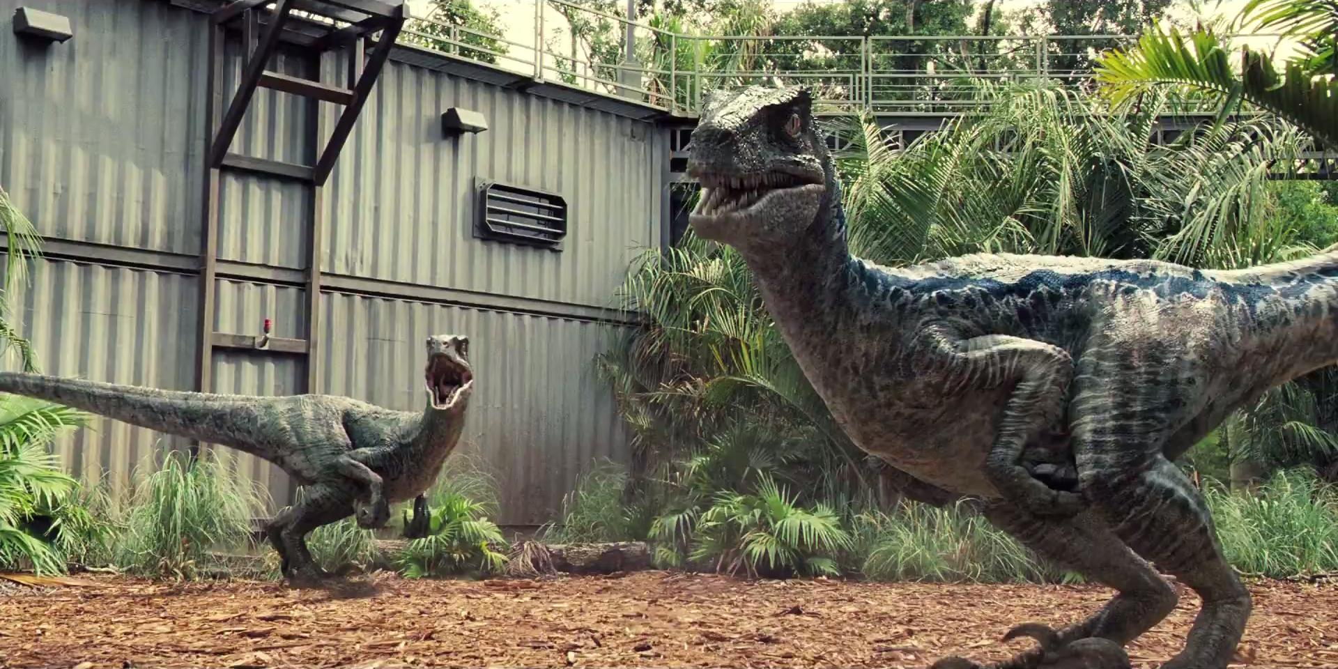 Jurassic World Fallen Kingdom Blue Velociraptor Hd Wallpaper 