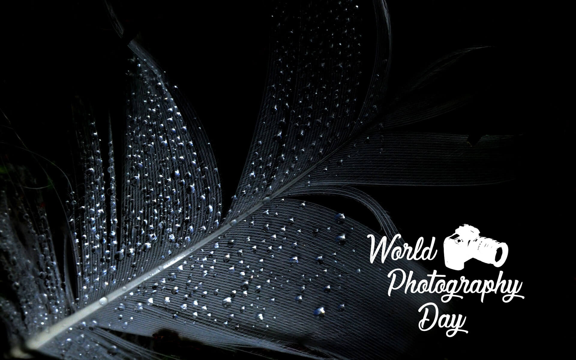  World Photography Day Wallpapers HD WALLPAPERS 